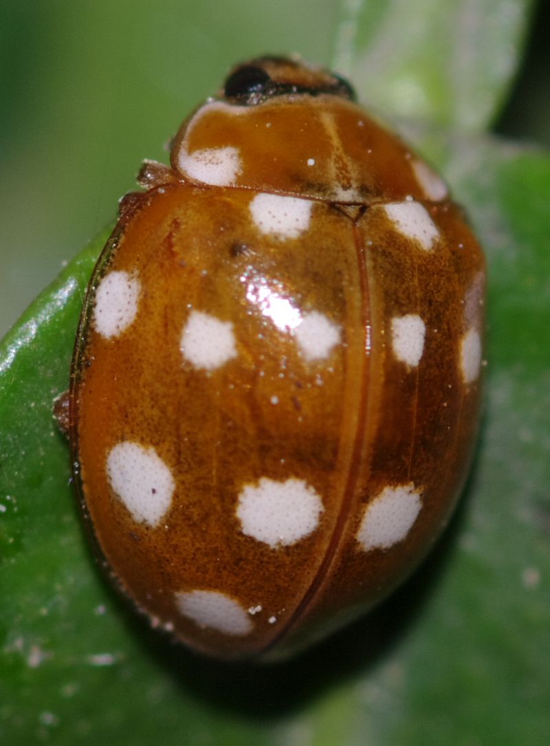 Coccinella 2 - Calvia quatuordecimguttata